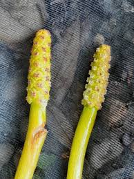 Attēlu rezultāti vaicājumam “Potamogeton lucens”