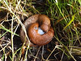 Attēlu rezultāti vaicājumam “Arion rufus”