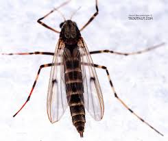 Attēlu rezultāti vaicājumam “Chironomidae”