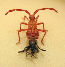 Attēlu rezultāti vaicājumam “Coreus marginatus nymph”