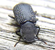 Attēlu rezultāti vaicājumam “Bolitophagus reticulatus”