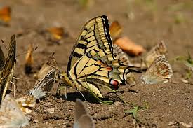 Attēlu rezultāti vaicājumam “Papilio machaon upperside”