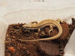 Attēlu rezultāti vaicājumam “Reptilia”