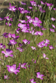 Image result for Kornrade