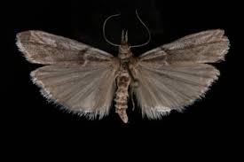 Attēlu rezultāti vaicājumam “Zophodia grossulariella”