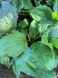 Attēlu rezultāti vaicājumam “Plantago major leaf”