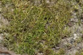 Attēlu rezultāti vaicājumam “Dicranella staphylina”