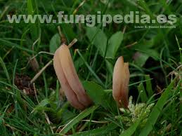 Attēlu rezultāti vaicājumam “Clavaria fumosa”