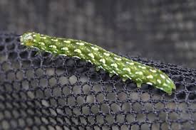 Attēlu rezultāti vaicājumam “Anarta myrtilli larva”