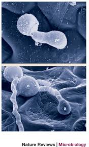 Attēlu rezultāti vaicājumam “Physarum penetrale spores”