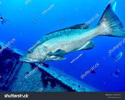 Image result for Mycteroperca rubra