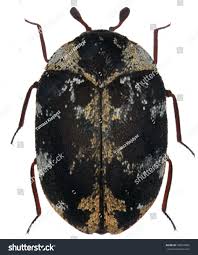 Attēlu rezultāti vaicājumam “Anthrenus scrophulariae”