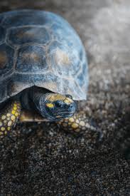 Attēlu rezultāti vaicājumam “Licea chelonoides”