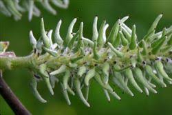 Attēlu rezultāti vaicājumam “Salix cinerea female flower”