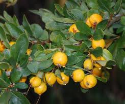Attēlu rezultāti vaicājumam “Crataegus x macrocarpa fruit”