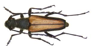 Attēlu rezultāti vaicājumam “Anastrangalia sanguinolenta male”