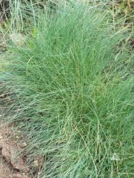 Attēlu rezultāti vaicājumam “Festuca ovina”