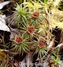 Attēlu rezultāti vaicājumam “Polytrichum juniperinum sporophyte”