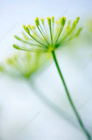 Attēlu rezultāti vaicājumam “Anethum graveolens flower”