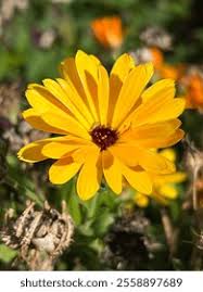 Attēlu rezultāti vaicājumam “Sacchiphantes abietis exuvia”