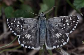 Attēlu rezultāti vaicājumam “Pyrgus serratulae upperside”