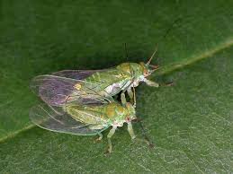 Attēlu rezultāti vaicājumam “Psylla alni”