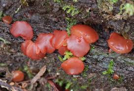 Attēlu rezultāti vaicājumam “Tremella ramalinae”