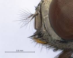 Attēlu rezultāti vaicājumam “Diachea muscorum macro”