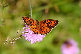 Attēlu rezultāti vaicājumam “Brenthis daphne upperside”