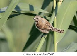 Attēlu rezultāti vaicājumam “Remiz pendulinus adult”