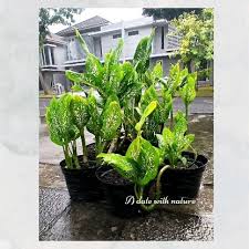 Attēlu rezultāti vaicājumam “Alisma gramineum leaf”