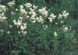 Attēlu rezultāti vaicājumam “Filipendula ulmaria”