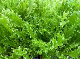 Image result for Endivie