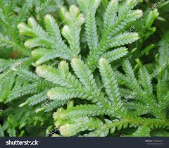 Attēlu rezultāti vaicājumam “Thuidium”