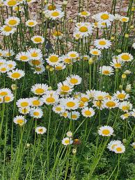Image result for Anthemis tinctoria