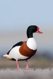 Attēlu rezultāti vaicājumam “Tadorna tadorna male”