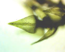 Attēlu rezultāti vaicājumam “Hygroamblystegium tenax”