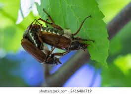 Attēlu rezultāti vaicājumam “Melolontha melolontha imago”