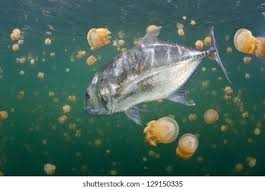 Image result for Caranx ignobilis