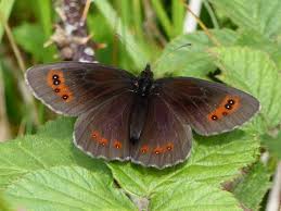 Attēlu rezultāti vaicājumam “Erebia aethiops upperside”