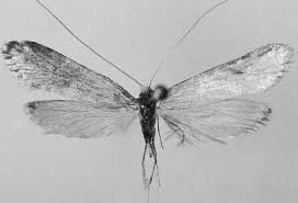 Attēlu rezultāti vaicājumam “Nematopogon sp.”