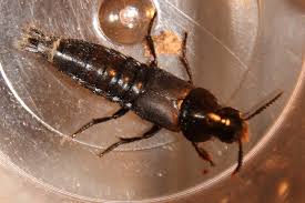 Attēlu rezultāti vaicājumam “Quedius dilatatus”