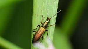 Attēlu rezultāti vaicājumam “Chrysanthia viridissima”
