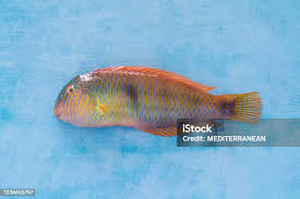 Image result for Xyrichtys novacula