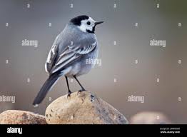 Image result for Motacilla alba