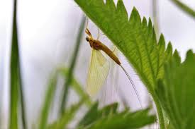 Attēlu rezultāti vaicājumam “Heptagenia sulphurea female”