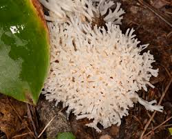 Attēlu rezultāti vaicājumam “Ramariopsis kunzei”