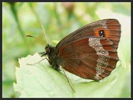 Attēlu rezultāti vaicājumam “Erebia aethiops”