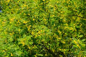 Attēlu rezultāti vaicājumam “Caragana arborescens flower”
