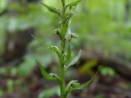 Attēlu rezultāti vaicājumam “Coeloglossum viride leaf”